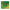 Twinings Green lemon envelop 50.00 Zakjes