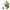 Chi Thuja wild 10.00 Milliliter