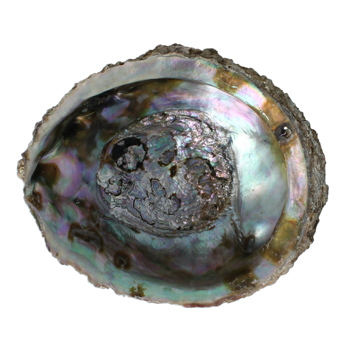 Alchemia Abalone schelpen 1.00 Stuks